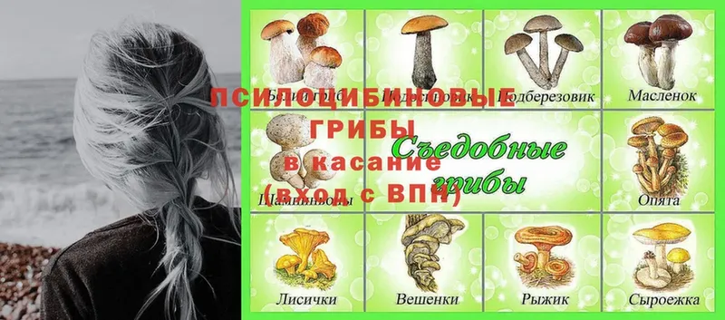 Галлюциногенные грибы MAGIC MUSHROOMS  купить наркотики цена  Заозёрск 